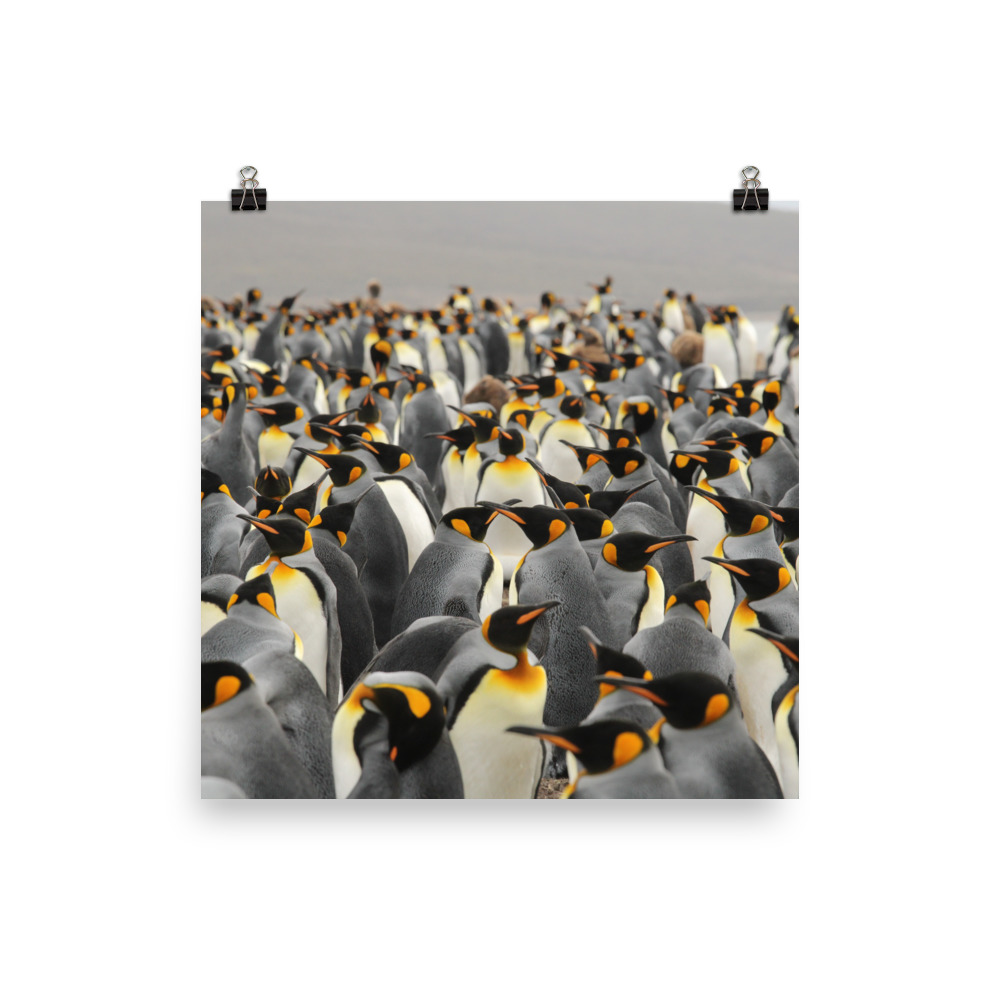 King Penguin Colony Poster